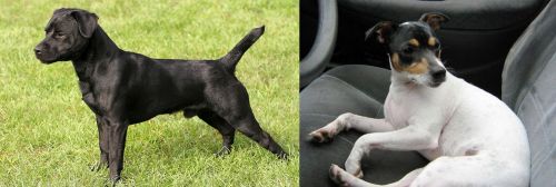 Patterdale Terrier vs Chilean Fox Terrier - Breed Comparison
