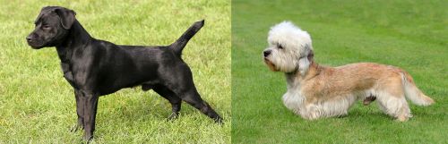 Patterdale Terrier vs Dandie Dinmont Terrier - Breed Comparison