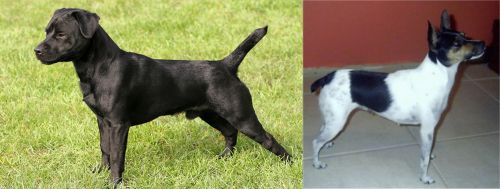 Patterdale Terrier vs Miniature Fox Terrier - Breed Comparison