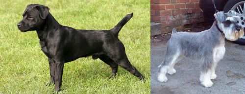 Patterdale Terrier vs Miniature Schnauzer - Breed Comparison