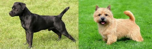 Patterdale Terrier vs Norwich Terrier - Breed Comparison