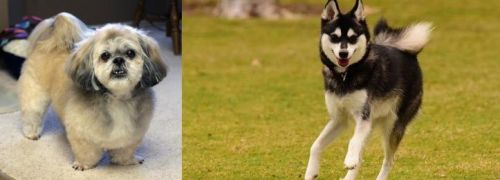 PekePoo vs Alaskan Klee Kai - Breed Comparison