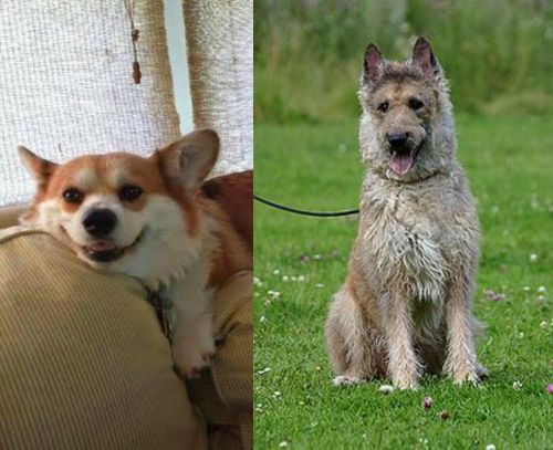 Pembroke Welsh Corgi vs Belgian Shepherd Dog (Laekenois) - Breed Comparison
