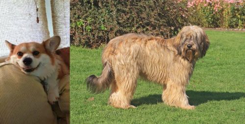 Pembroke Welsh Corgi vs Catalan Sheepdog - Breed Comparison