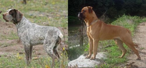 Perdiguero de Burgos vs Bullmastiff