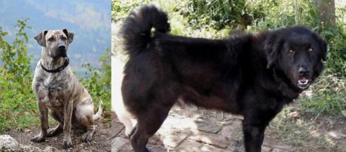 Perro Cimarron vs Bakharwal Dog - Breed Comparison