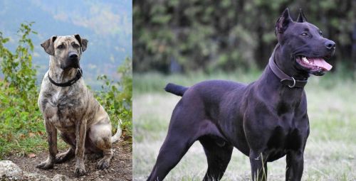 Perro Cimarron vs Canis Panther - Breed Comparison