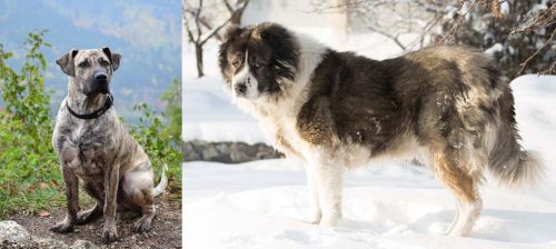 Perro Cimarron vs Caucasian Shepherd - Breed Comparison