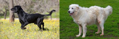 Perro de Pastor Mallorquin vs Abruzzenhund - Breed Comparison