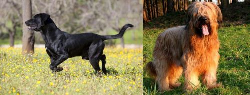 Perro de Pastor Mallorquin vs Briard - Breed Comparison