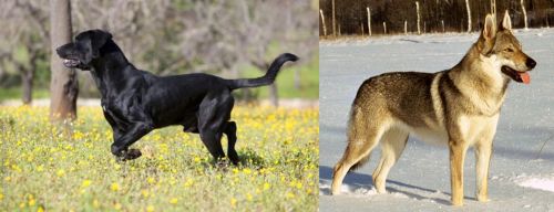 Perro de Pastor Mallorquin vs Czechoslovakian Wolfdog - Breed Comparison