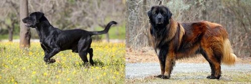Perro de Pastor Mallorquin vs Estrela Mountain Dog - Breed Comparison