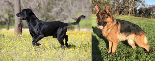 Perro de Pastor Mallorquin vs German Shepherd - Breed Comparison