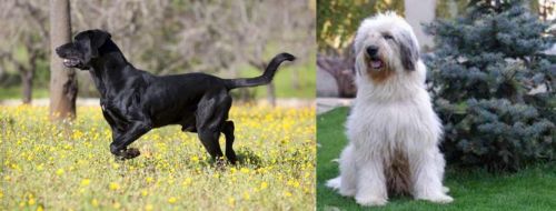 Perro de Pastor Mallorquin vs Mioritic Sheepdog - Breed Comparison