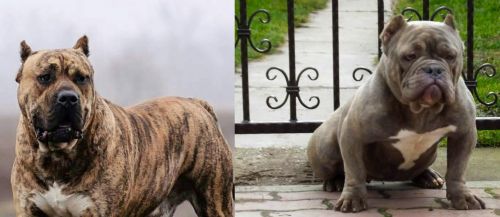 Perro de Presa Canario vs American Bully - Breed Comparison