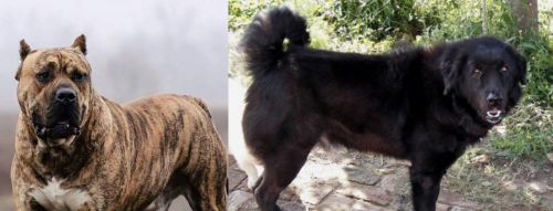 Perro de Presa Canario vs Bakharwal Dog