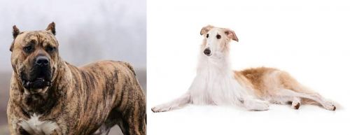 Perro de Presa Canario vs Borzoi - Breed Comparison