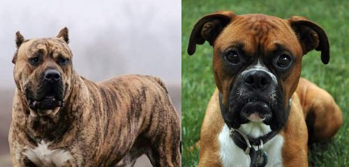 Perro de Presa Canario vs Boxer - Breed Comparison