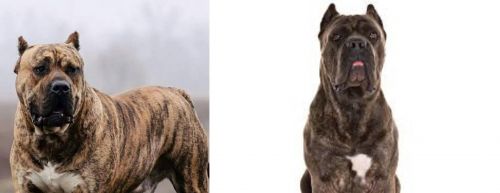 Perro de Presa Canario vs Cane Corso - Breed Comparison