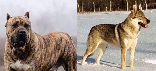Perro de Presa Canario vs Czechoslovakian Wolfdog - Breed Comparison