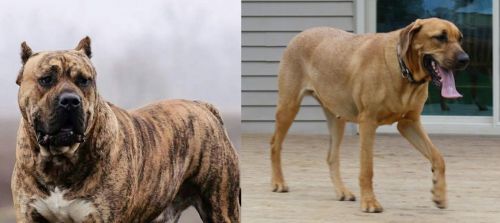 Perro de Presa Canario vs Danish Broholmer - Breed Comparison