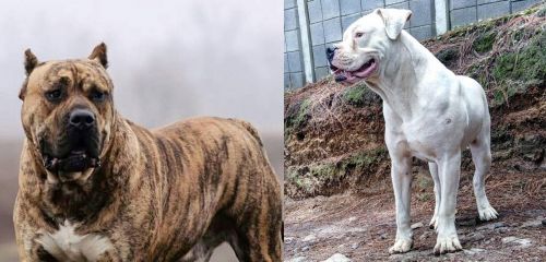 Perro de Presa Canario vs Dogo Guatemalteco - Breed Comparison