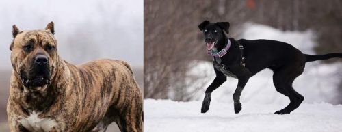 Perro de Presa Canario vs Eurohound