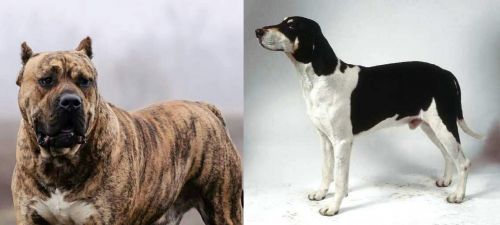 Perro de Presa Canario vs Francais Blanc et Noir - Breed Comparison
