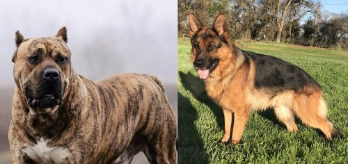 Perro de Presa Canario vs German Shepherd - Breed Comparison