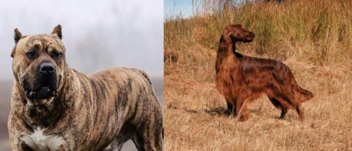 Perro de Presa Canario vs Irish Setter - Breed Comparison