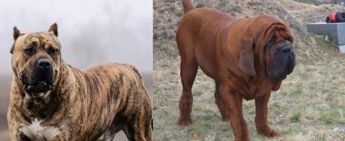 Perro de Presa Canario vs Korean Mastiff - Breed Comparison