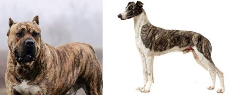 Perro de Presa Canario vs Magyar Agar - Breed Comparison
