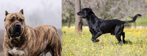 Perro de Presa Canario vs Perro de Pastor Mallorquin