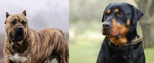 Perro de Presa Canario vs Rottweiler - Breed Comparison