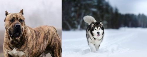 Perro de Presa Canario vs Siberian Husky - Breed Comparison