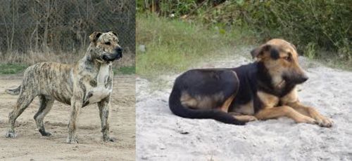 Perro de Presa Mallorquin vs Indian Pariah Dog - Breed Comparison