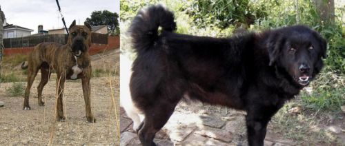 Perro de Toro vs Bakharwal Dog - Breed Comparison