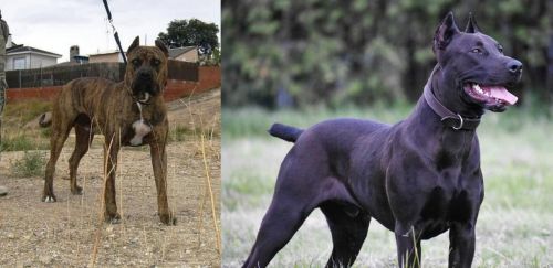 Perro de Toro vs Canis Panther - Breed Comparison