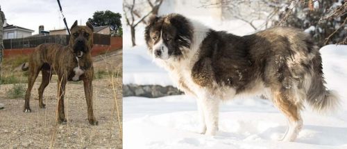 Perro de Toro vs Caucasian Shepherd - Breed Comparison