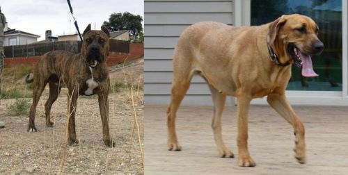 Perro de Toro vs Danish Broholmer - Breed Comparison
