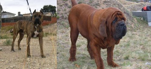 Perro de Toro vs Korean Mastiff - Breed Comparison