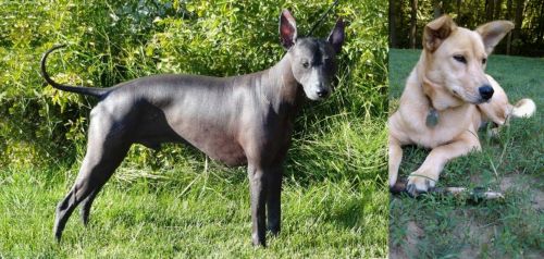 Peruvian Hairless vs Carolina Dog - Breed Comparison