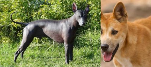 Peruvian Hairless vs Dingo - Breed Comparison