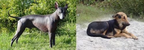 Peruvian Hairless vs Indian Pariah Dog - Breed Comparison