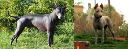 Peruvian Hairless vs Jonangi - Breed Comparison