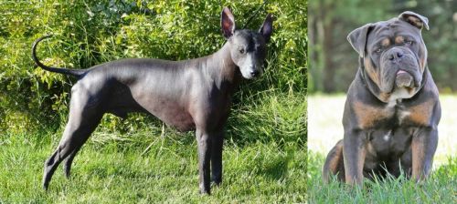 Peruvian Hairless vs Olde English Bulldogge - Breed Comparison