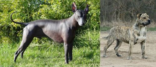 Peruvian Hairless vs Perro de Presa Mallorquin - Breed Comparison