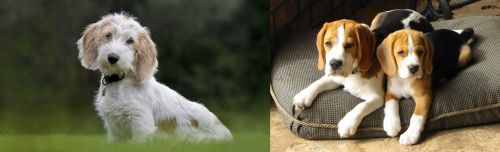 Petit Basset Griffon Vendeen vs Beagle
