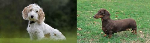 Petit Basset Griffon Vendeen vs Dachshund - Breed Comparison