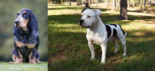 Petit Bleu de Gascogne vs American Bulldog - Breed Comparison